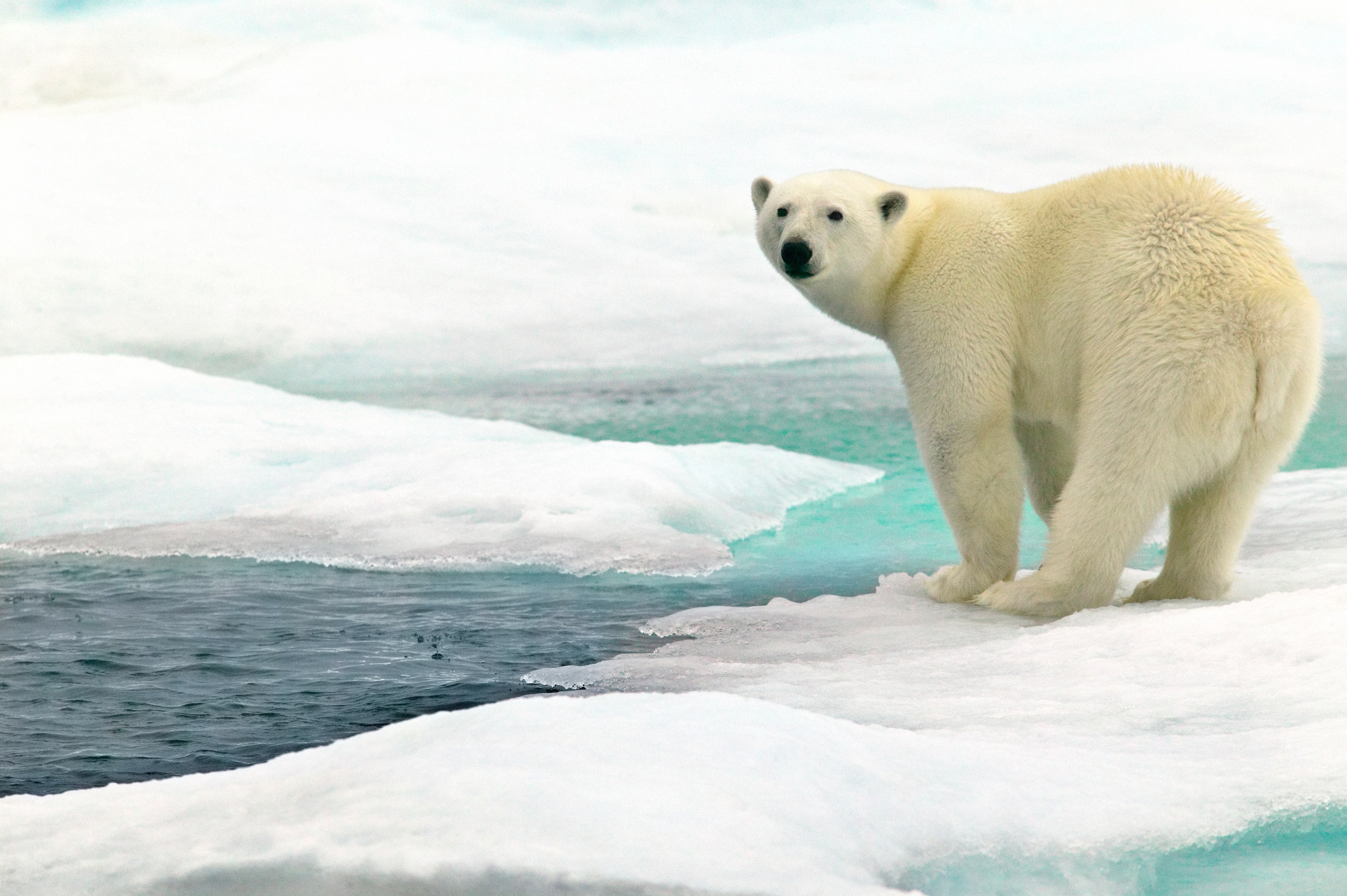 Svalbard-polar-bear-GettyImages-582737498 – Arizona Masters Swimming